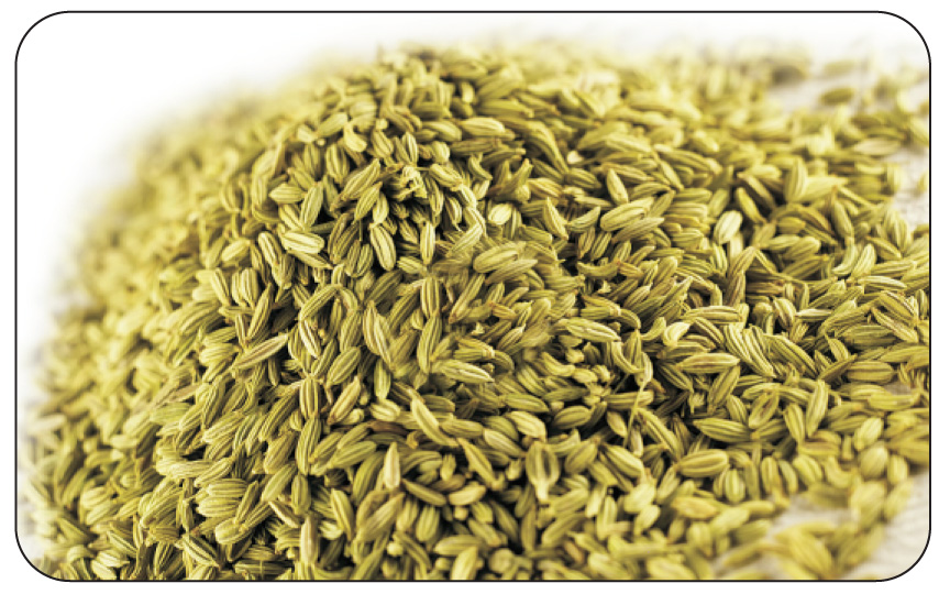 Fennel Seeds