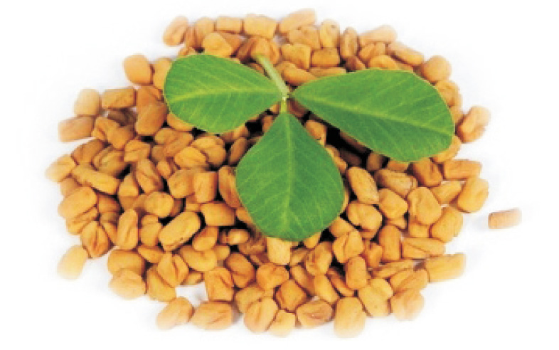 Fenugreek Seeds